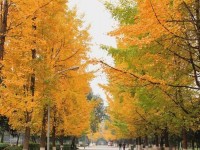 四川大學(xué)師范學(xué)院望江校區(qū)歷年招生錄取分?jǐn)?shù)線(xiàn)