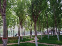 河北正定師范高等?？茖W校歷年錄取分數(shù)線