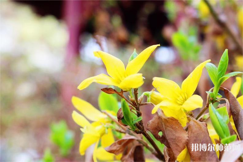 海南師范大學(xué)2023年報(bào)名條件、招生要求、招生對(duì)象 