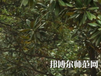 湖南師范大學(xué)樹達(dá)學(xué)院2023年學(xué)費(fèi)、收費(fèi)多少