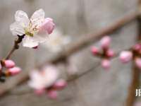 成都錦城師范學(xué)院2023年學(xué)費(fèi)、收費(fèi)多少